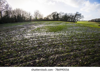 Waterlogged fields in farming countryside after heavy rain in Combe Valley, East Sussex, England. Water run-off is gradual but crops are little affected as yet. Pools and flooding channels developing.