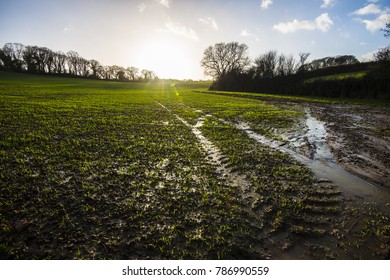 Waterlogged fields in farming countryside after heavy rain in Combe Valley, East Sussex, England. Water run-off is gradual but crops are little affected as yet. Pools and flooding channels developing.