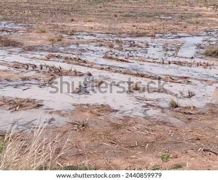the waterlogged rice field background, the field in the evening after the rain background 