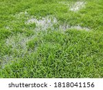 Waterlogging in the lawn after heavy rain. Green grass with waterlogged  texture background.