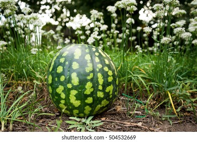 watermelon - Shutterstock ID 504532669