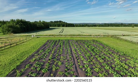 Watermelon Bio Farm Plant Field Planting Growth Citrullus Lanatus Drone Aerial Citron Melon Tsamma Jam Red-seeded, Agricultural Farm Garden Farmer Fruit Tree Video Shot Leaf Green Farming