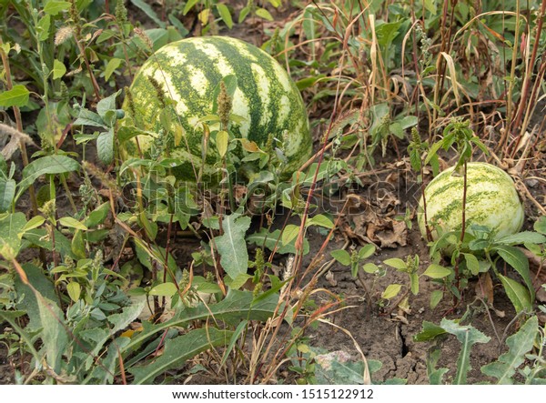 Watermelon Cultivation Concept Watermelon Garden Stock Photo Edit