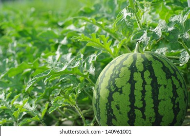 Watermelon Farm