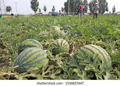 Watermelon In The Field On A Farm