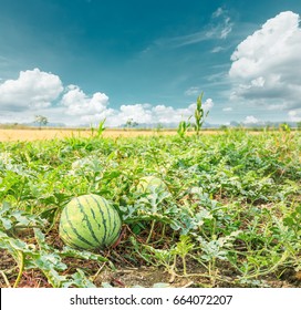 Watermelon Field In The Summer