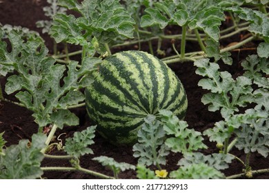 watermelon in the garden. striped watermelon on the ground. Growing watermelons on a farm. harvest ripening. eco-farm for growing vegetables and fruits.