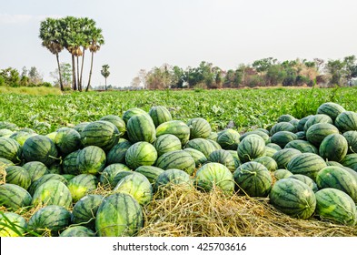 Watermelon Group In Farm Green.