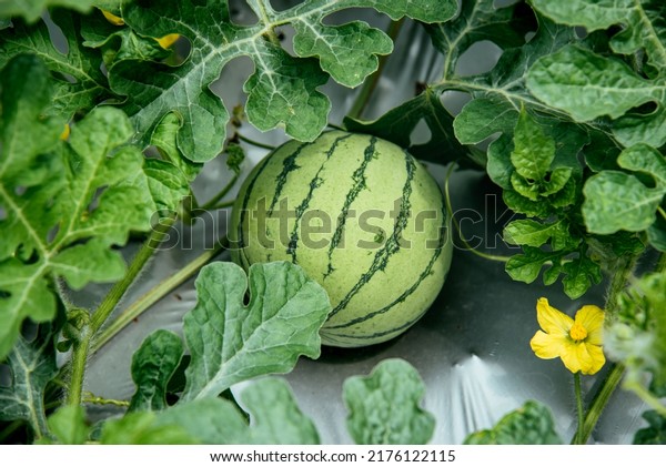 Watermelon grow in country orchard fields in\
summer. Flowering plant species of the Cucurbitaceae family with\
vine. Sweet, juicy and flesh\
fruit.