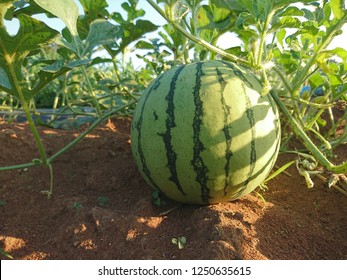 Watermelon Growing In Farm.