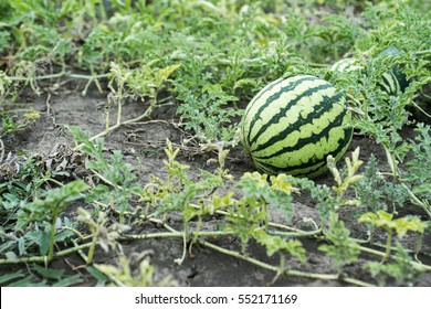 Watermelon On The Field