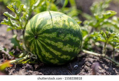 Watermelon On A Plant In The Garden.