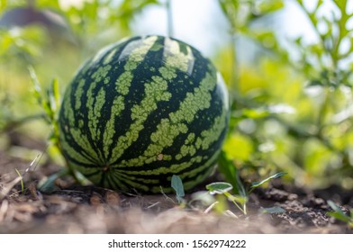 Watermelon On A Plant In The Garden.