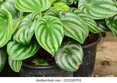 Watermelon Peperomia In Black Pot My Garden