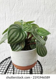 Watermelon Peperomia In Ceramic Pot 