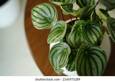 
Watermelon Peperomia On A Table