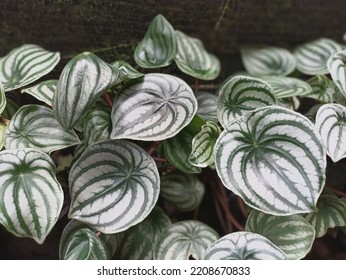 Watermelon Peperomia As An Outdoor Plants 