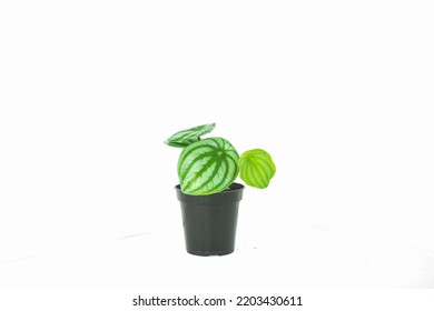 Watermelon Peperomia Plant In A Pot