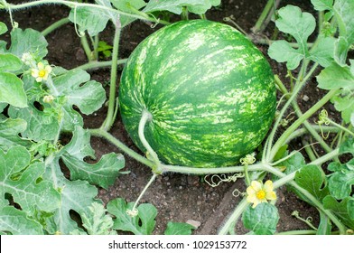 Watermelon Plant With Blossoms In A Garden