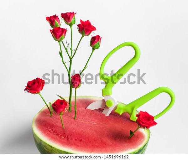 Watermelon Scissors Flowers On White Background Stock Photo Edit