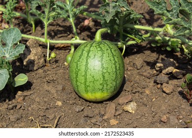 watermelon sprouts and fruits in the garden. planting watermelon in a field at a vegetable farm. growing vegetables and berries on the field. green watermelon bushes with small green fruits. ripening 