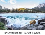 The waters of a melting mountain glacier feed the seething waterfall of Athabasca. The red deer on the waterfall. Travel to Jasper Park, Canada. The concept of extreme and ecological tourism