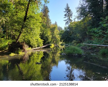 The Waters Of Willamette National Forest