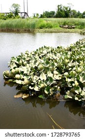 Waterscape Of Spatterdock At The Russell W. Peterson Wildlife Refuge In Wilmington, Delaware