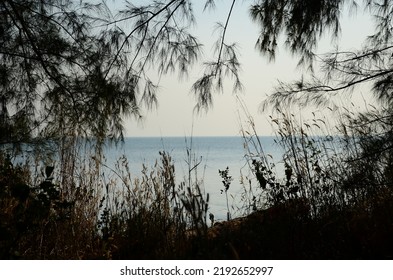 Waterview from behind the trees background peaceful contrasted