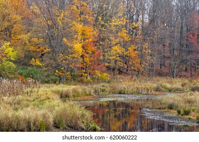 Waterway Through An Autumn Forest   Destination Gouldsboro State Park In Pennsylvania