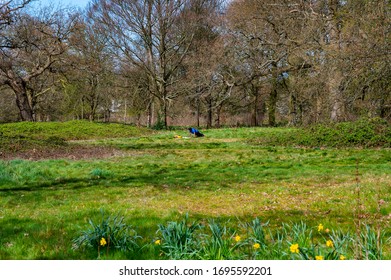 WATFORD, HERTFORDSHIRE, UK - APRIL 6 2020: A Man Does Push Up Exercises Alone In An Empty Cassiobury Park, As People Heed Government Advice To Stay Indoors To Stop The Spread Of Coronavirus.