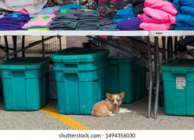 Wathena, Kansas / United States Of America - September 1st, 2019 : A Small Puppy Waits Under The Table As Vendor Booths Get Setup At The Wathena Fall Festival.