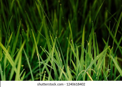 Wather Drop On Green Grass Background For Wallpaper And Graphic Designer 