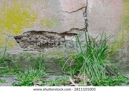 A wathered facade with some damage,plants and lichen