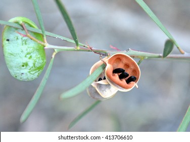 Wattle (Acacia) Seed Pod With Seeds, Australia