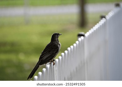 Wattle bird on white picket fence - Powered by Shutterstock