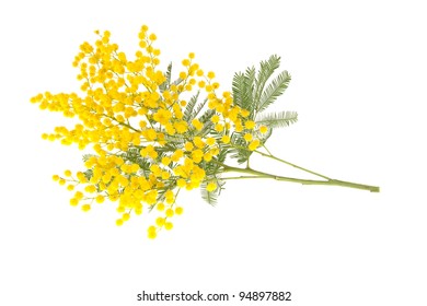 Wattle Branch Isolated On White.