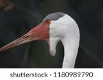 Wattle Crane at International Crane Foundation