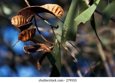 Wattle Seed Pods