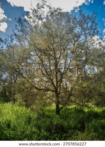 Wattle Tree In The Wild vert