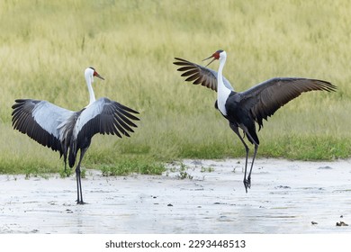 Wattled Crane courtship dance. These wattled crane (Grus carunculata), a threatened monogamous species of crane, where where making a courtship dance in the Okavango Delta in Botswana