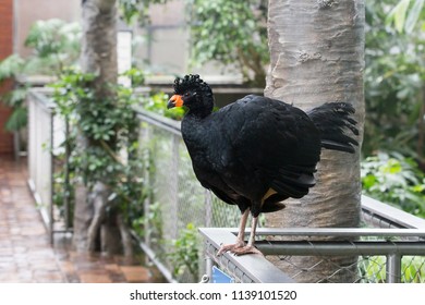 The Wattled Curassow (Crax Globulosa) Is A Threatened Member Of The Family Cracidae.