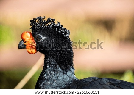 The wattled curassow (Crax globulosa) is a threatened member of the family Cracidae, the curassows, guans, and chachalacas. It is found in remote rainforests in the western Amazon basin