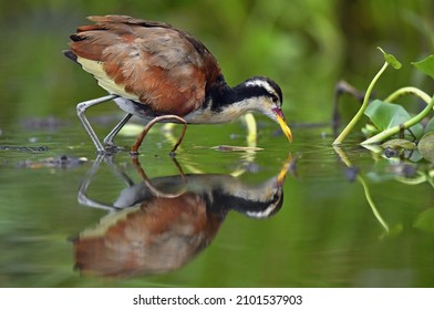 Wattled Jacana (Jacana jacana) walking on a  water  leaves. Reflection in the water. Natural green background. Natural habitat, Brazil