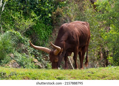 Watusi Grazing Grass Alone By The Meadow