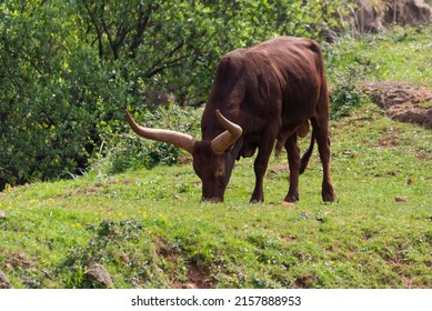 Watusi Grazing Grass Alone By The Meadow