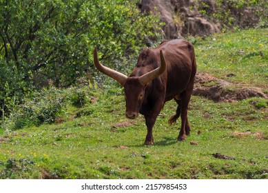 Watusi Grazing Grass Alone By The Meadow