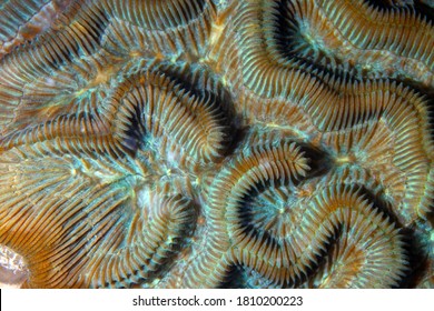 Wave Coral At Florida Keys National Marine Sanctuary.