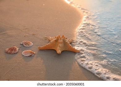 Wave rolling onto sandy beach with beautiful sea star and shells at sunset - Powered by Shutterstock