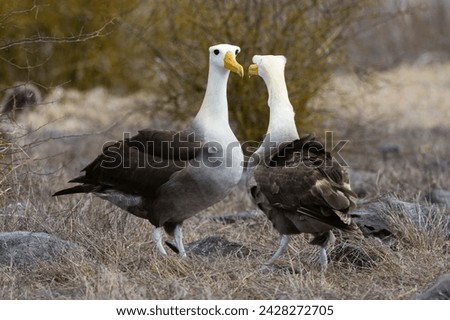 Waved albatross (diomedea irrorata), punta suarez, espanola island, galapagos islands, unesco world heritage site, ecuador, south america